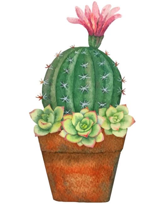 Cactus Plant Painting By Numbers Kits