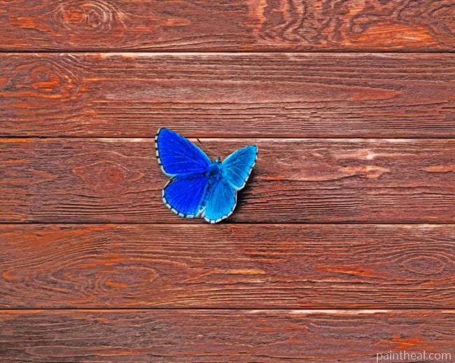 Common Blue Butterfly Painting By Numbers Kits