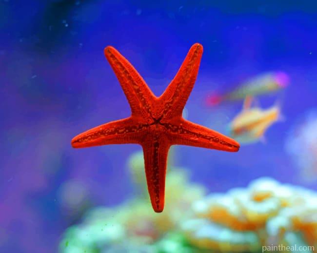 Red Sea Star Painting By Numbers Kits