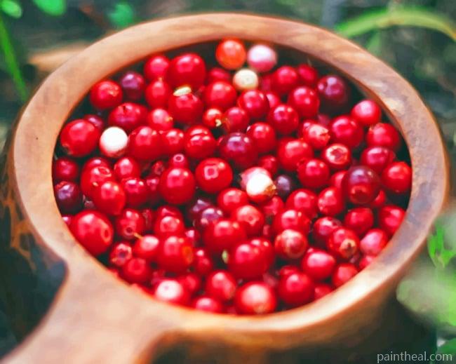 Cranberries fruit In Plate Painting By Numbers Kits