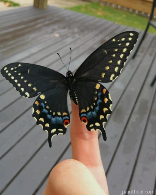 Black Butterfly Painting By Numbers Kits