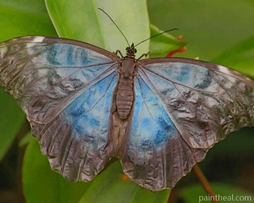 Black And Blue Butterfly On Leaf Painting By Numbers Kits