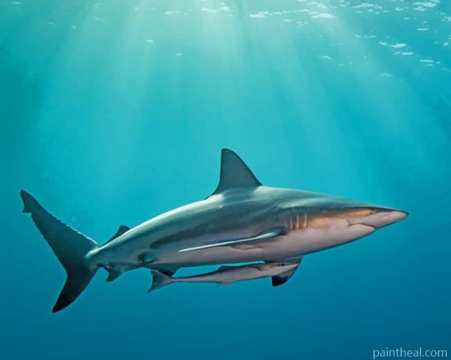Vicious Shark In Ocean Painting By Numbers Kits