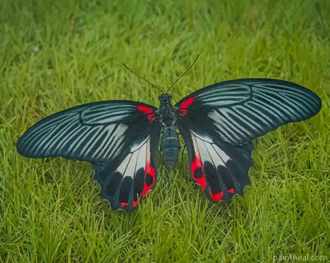 Black Butterfly Insect Painting By Numbers Kits