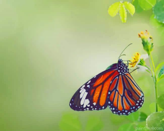 Butterfly Eating Green Leafs Painting By Numbers Kits