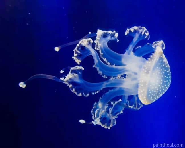 Blue and White Jellyfish Painting By Numbers Kits