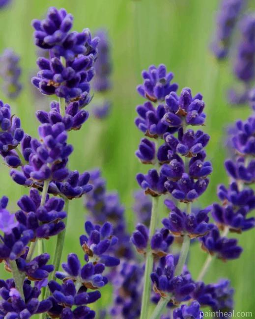Lavender Painting By Numbers Kits