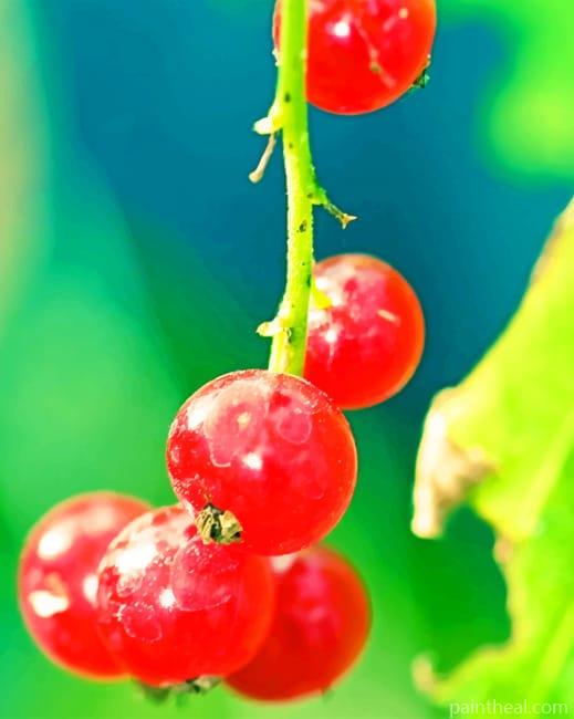 Red Currant Branch Painting By Numbers Kits
