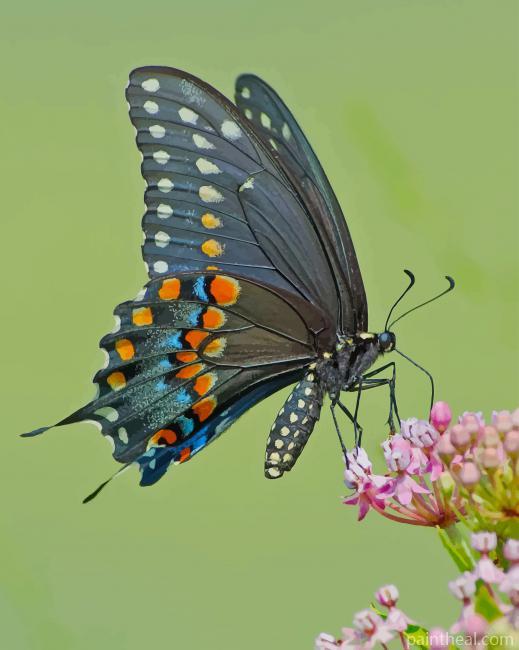 Spicebush Swallowtail Painting By Numbers Kits