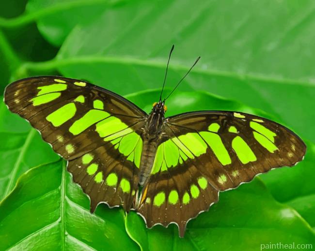 Green Malachite Butterfly Painting By Numbers Kits