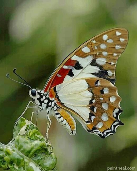 White Admiral Butterfly Painting By Numbers Kits
