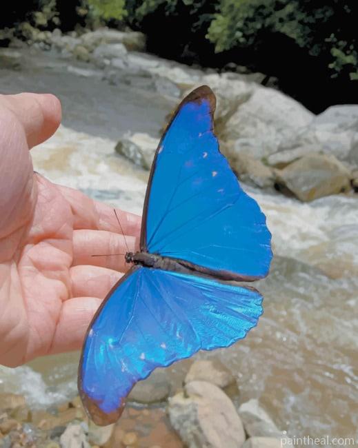 Scarce Morpho Painting By Numbers Kits