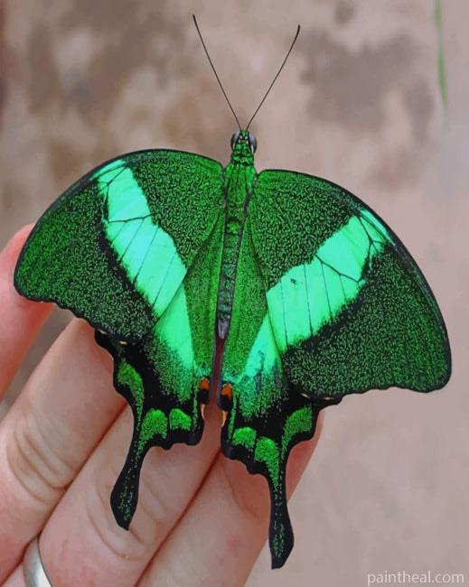 Papilio Palinurus Butterfly Painting By Numbers Kits