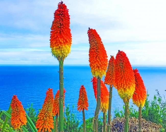 Torch Lily Painting By Numbers Kits