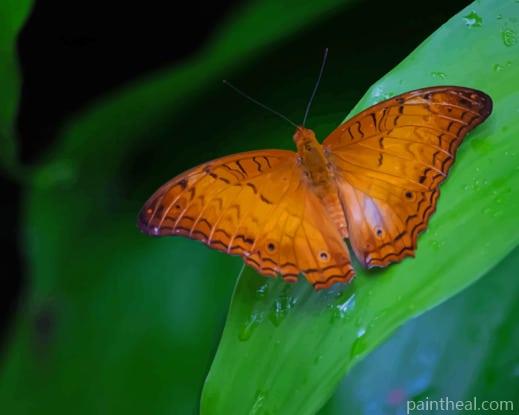 Orange Butterfly On Leaf Painting By Numbers Kits