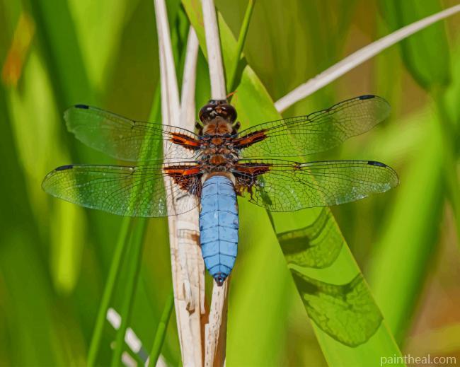 Libellula Depressa Dragonfly Painting By Numbers Kits