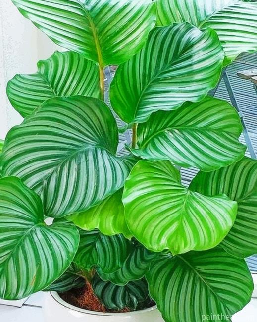 Calatheas Plant Painting By Numbers Kits