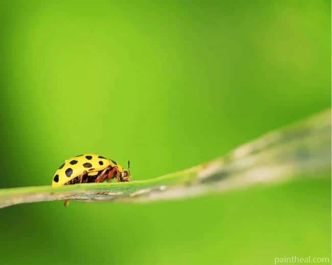 Yellow Ladybug Insect Painting By Numbers Kits
