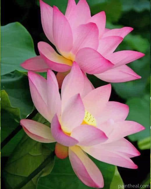 Sacred Lotus Painting By Numbers Kits
