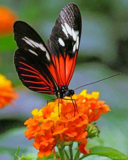 Orange Butterfly Black Wings Painting By Numbers Kits