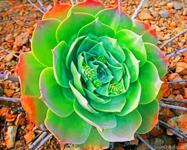 Green Succulent Plant Painting By Numbers Kits
