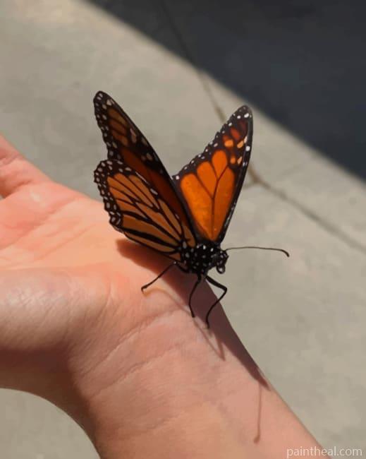 Black And Orange Monarch Butterfly Painting By Numbers Kits