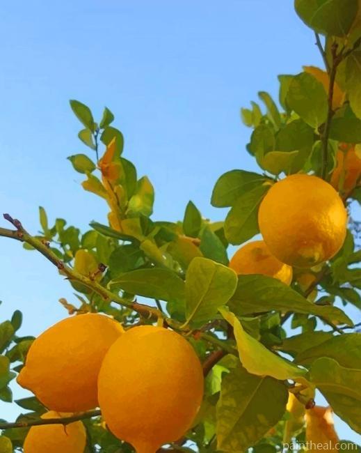 Aesthetic Lemon Tree Painting By Numbers Kits