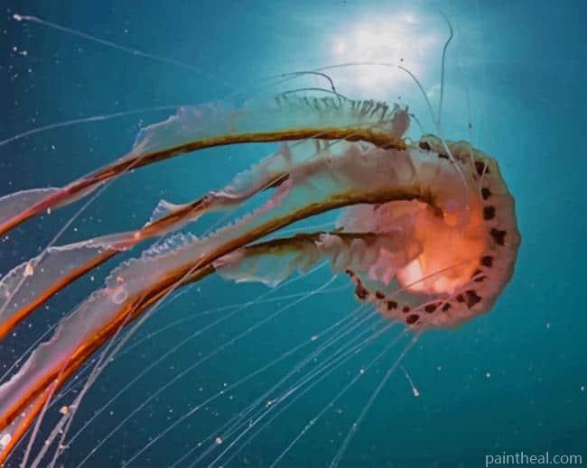 Jellyfish Large Tail Species Painting By Numbers Kits