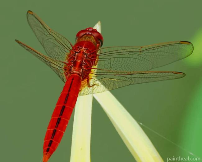 Flame Skimmer Perching Painting By Numbers Kits