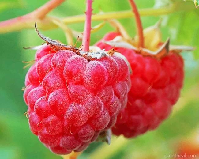Macro Raspberries Fruits Painting By Numbers Kits
