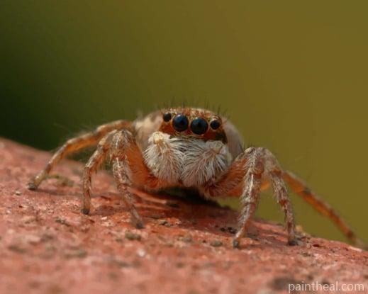 Spider With Four Black Eyes Painting By Numbers Kits