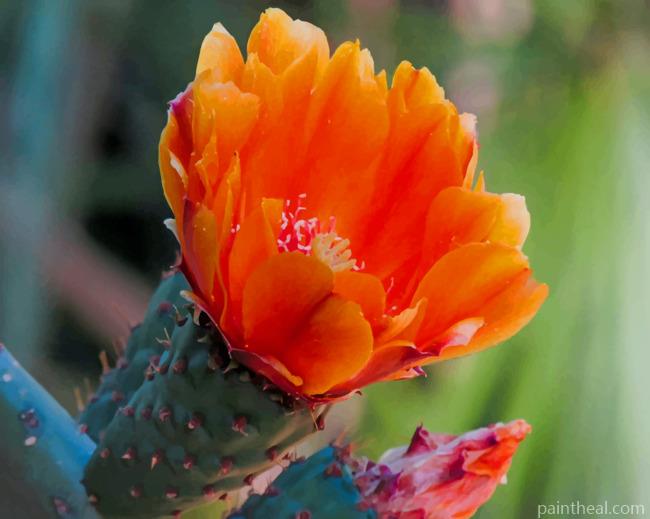 Cactus Orange Flower Painting By Numbers Kits