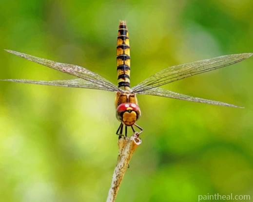 Dragonfly Insect Species Painting By Numbers Kits