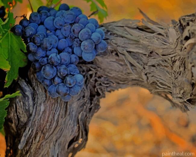 Black Grapes On Tree Branch Painting By Numbers Kits