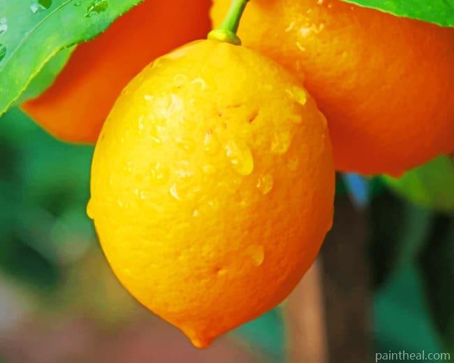 Fresh Lemons Tree Painting By Numbers Kits
