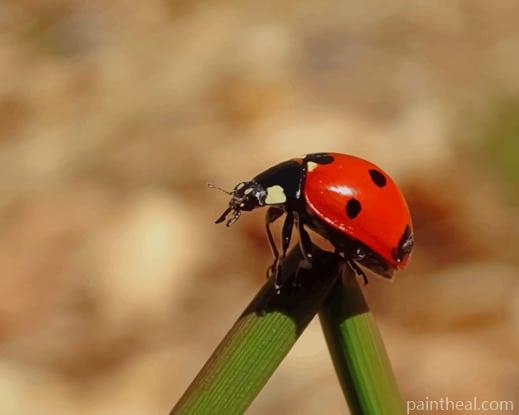 Red Little Ladybug On Green Leaf Painting By Numbers Kits