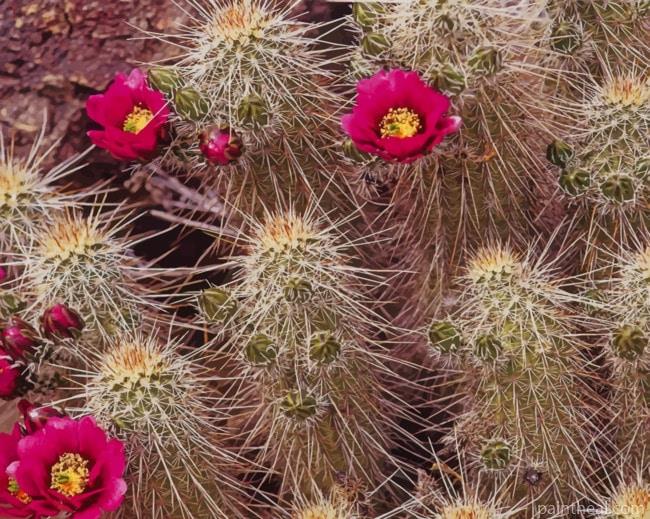 Spiky Cactus Painting By Numbers Kits