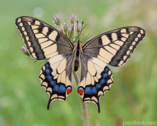 Butterflies Insects Machaon Painting By Numbers Kits
