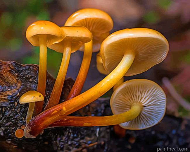 Yellow Mushrooms Painting By Numbers Kits
