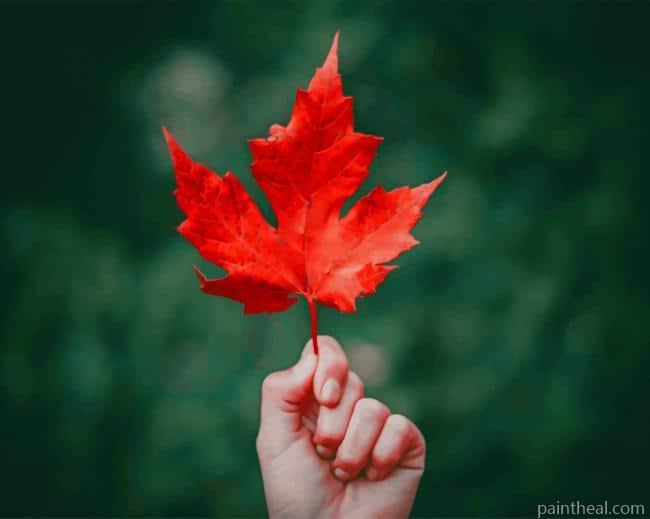 Red Maple Leaf Painting By Numbers Kits