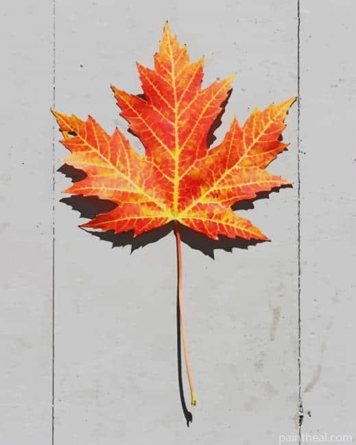 Brown Leaf Painting By Numbers Kits