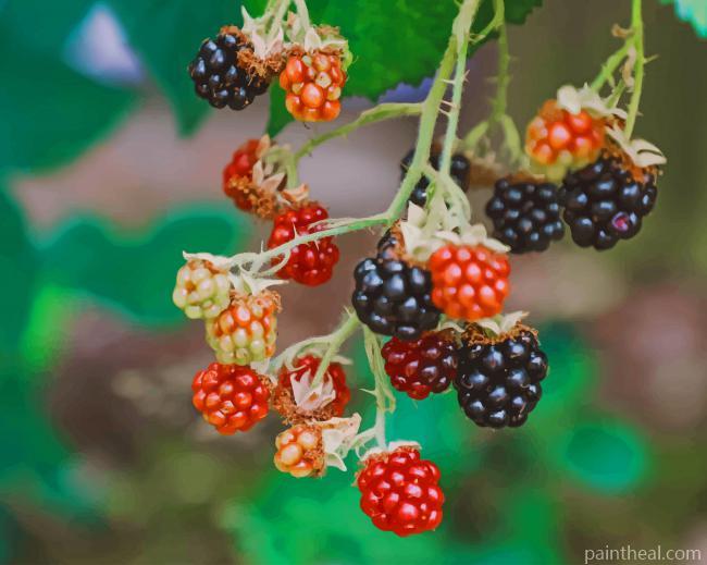 Red And Black Bramble Berries Painting By Numbers Kits
