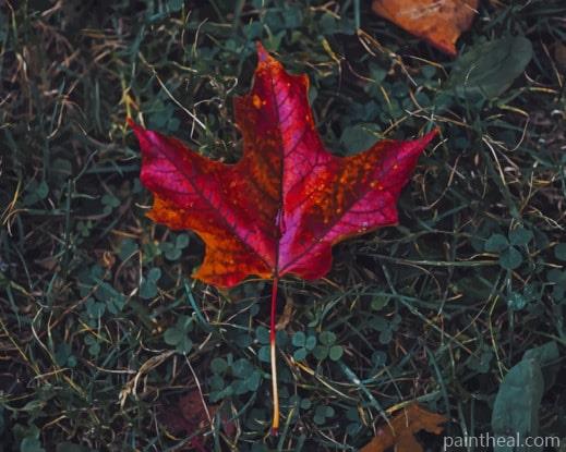 Red Maple Leaf In Fall Painting By Numbers Kits