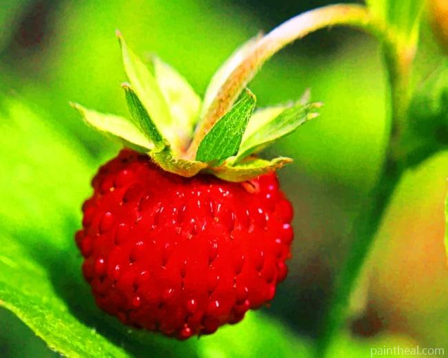 Wild Strawberry Ripe Painting By Numbers Kits