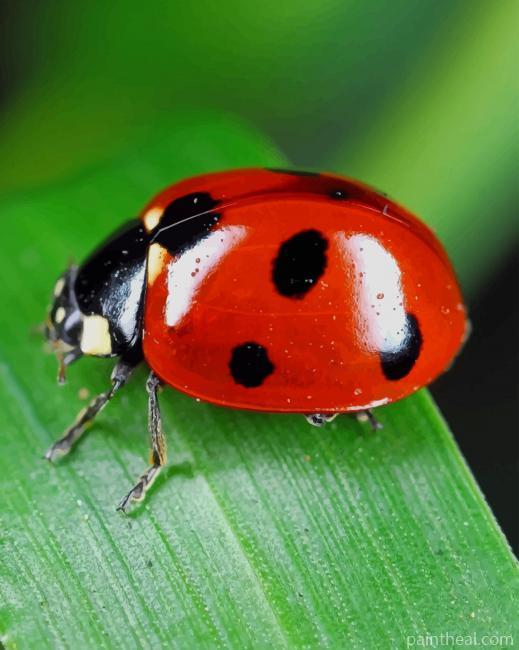 Red And Black Coccinelle Painting By Numbers Kits
