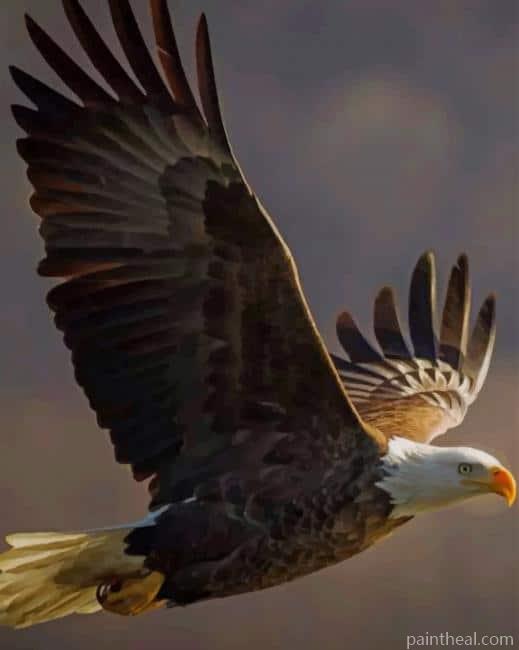 Majestic Bald Eagle Flying Painting By Numbers Kits