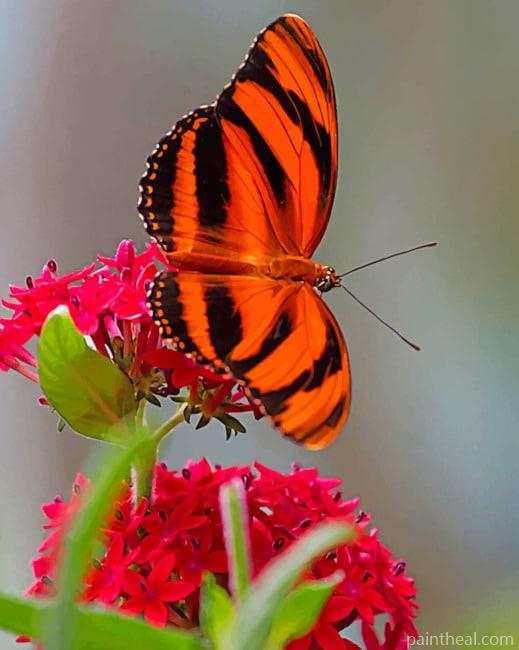 Orange And Black Butterfly Painting By Numbers Kits