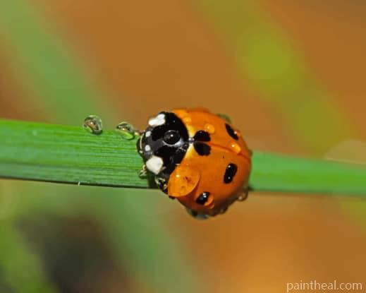 Ladybug Insect In Water Drops Painting By Numbers Kits