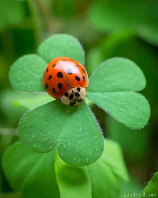 Ladybug Insect Painting By Numbers Kits