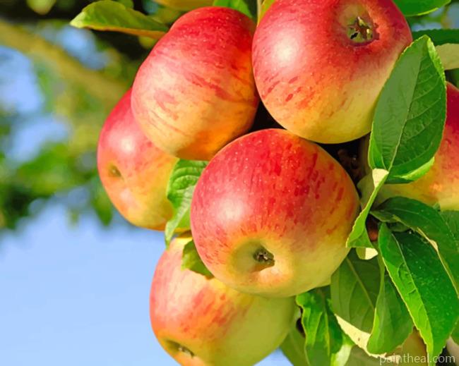 Red Apple Fruits On The Branch Painting By Numbers Kits